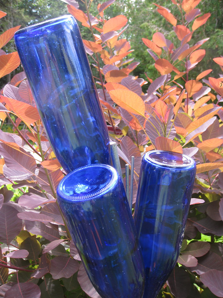 Blue bottles in a garden — the story behind the name