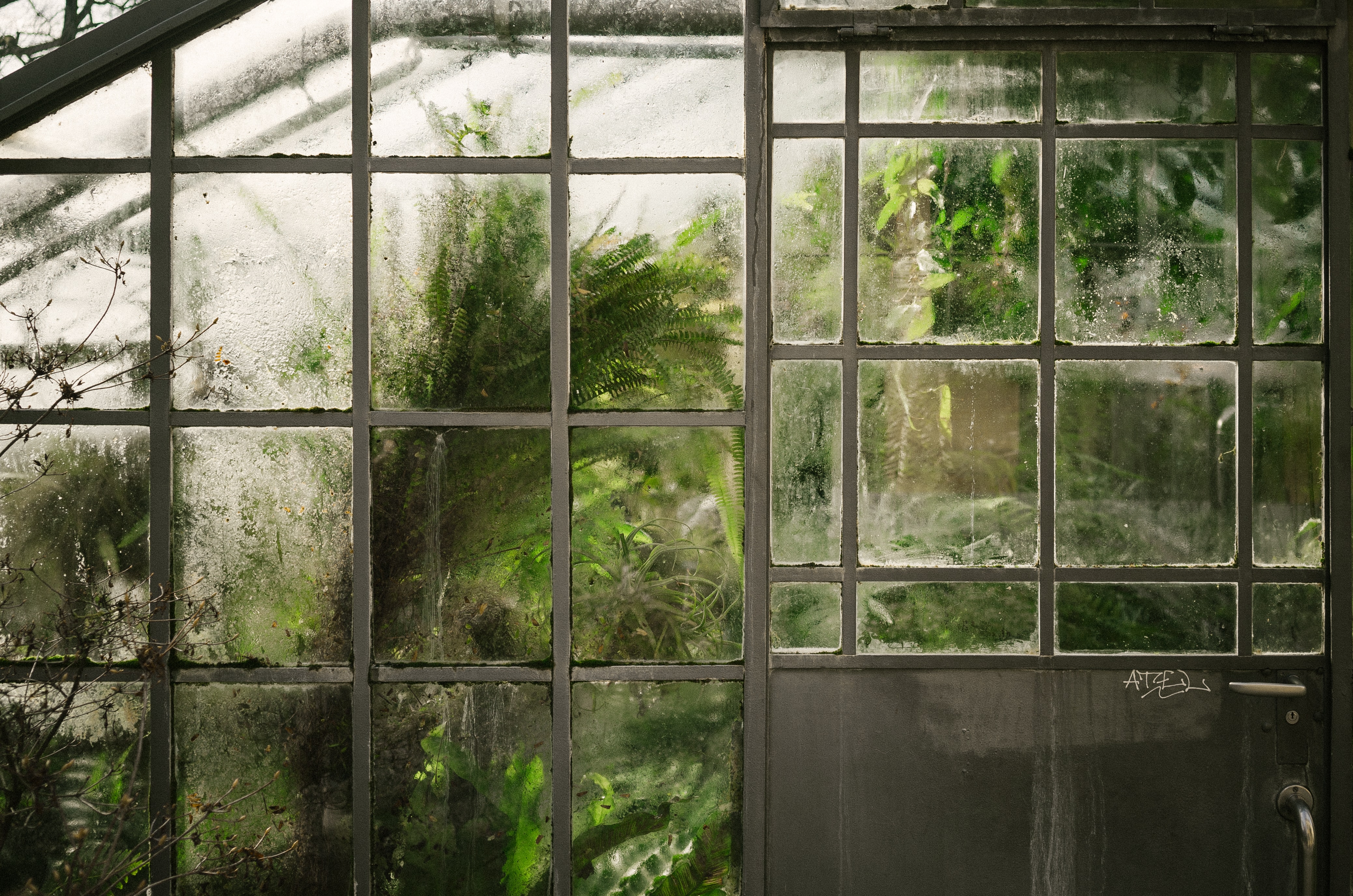 Moody greenhouse interior