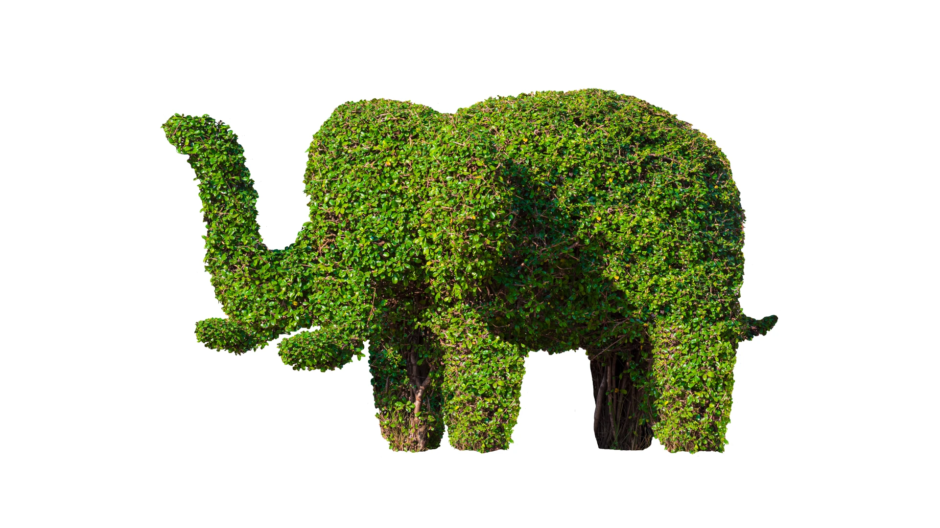 A leafy green elephant topiary, clipped from a living hedge